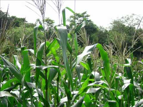 Proceso de Plantación de Cultivo (Maiz) - YouTube