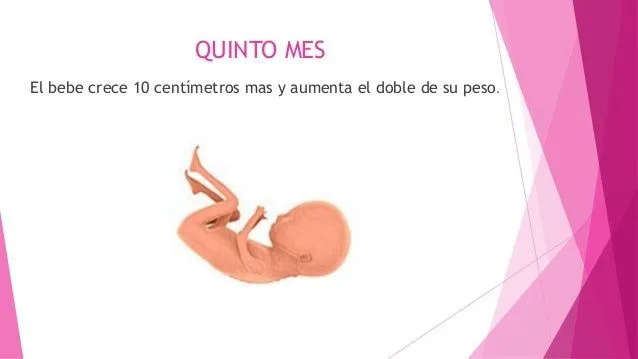 procesos-del-embarazo-mes-a- ...