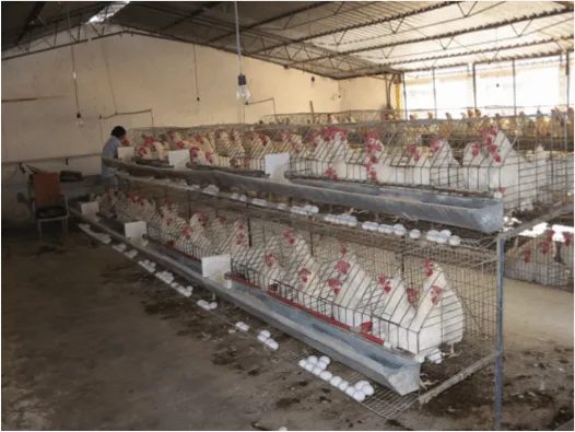 Producción de huevo para plato CEIEPAv - Departamento de Zootecnia
