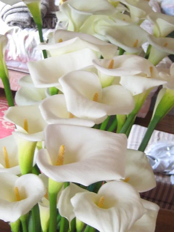 Q produce tu jardin........Calas, cartuchos, alcatraz como las ...