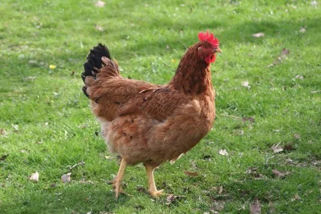 La gallina rubia de Rascafria.: Diferencias principales con la ... La gallina rubia de Rascafria.: Diferencias principales con la ...