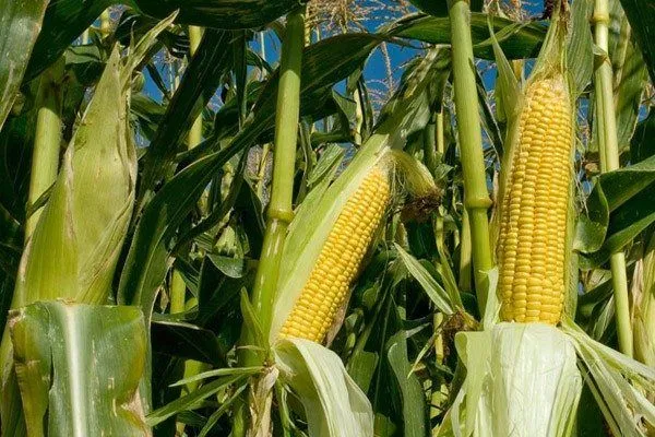Productores de Jalisco esperan con “elotada” copiosa cosecha de ... Productores de Jalisco esperan con “elotada” copiosa cosecha de ...