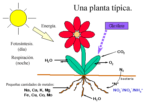 Dibujo para colorear de la fotosintesis - Imagui