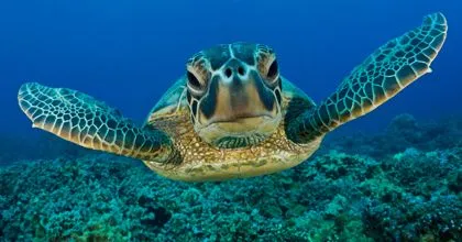 Profepa - La ley al servicio de la naturaleza - Especies Marinas ... Profepa - La ley al servicio de la naturaleza - Especies Marinas ...
