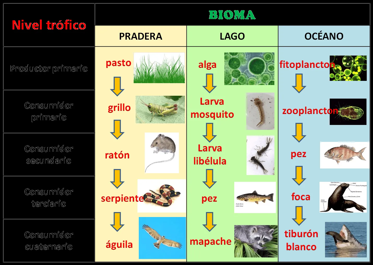 Ser Profesora Ciencias Naturales: Cadenas Alimenticias Ser Profesora Ciencias Naturales: Cadenas Alimenticias