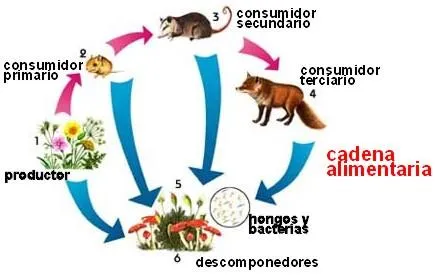 PROGRAMANDO SEXTO: BLOG DE CONOCIMIENTO DEL MEDIO: 04.2: LAS ... PROGRAMANDO SEXTO: BLOG DE CONOCIMIENTO DEL MEDIO: 04.2: LAS ...