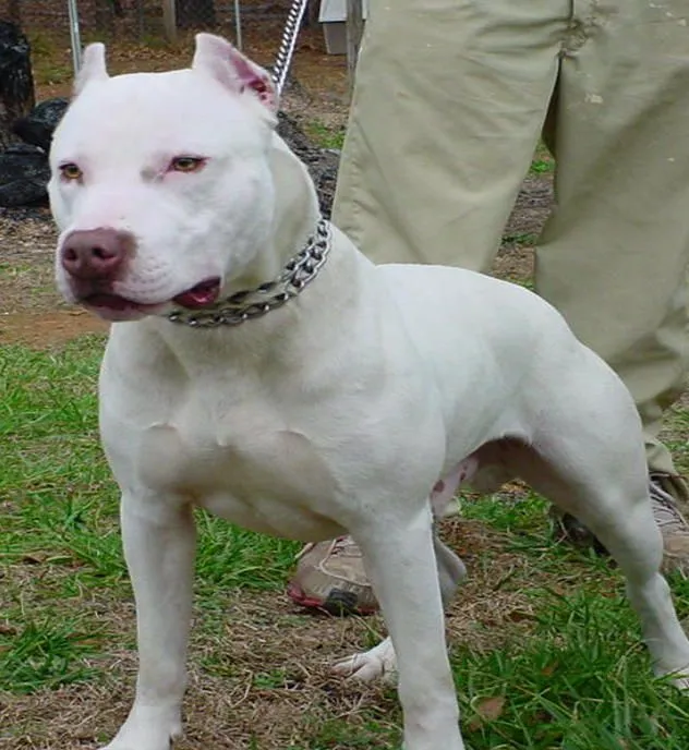 Prohiben raza Pittbull en Venezuela | Medelhi's Blog