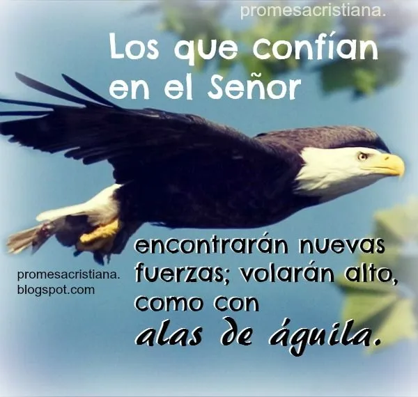 Promesa Cristiana Los Que Esperan en el Señor volarán como con ... Promesa Cristiana Los Que Esperan en el Señor volarán como con ...