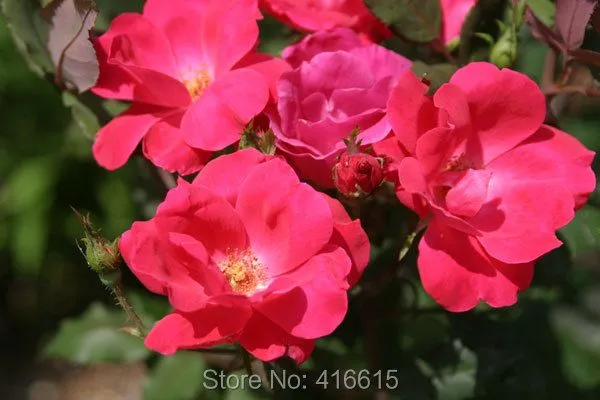 Promoción de Flores En Cascada - Compra Flores En Cascada ...