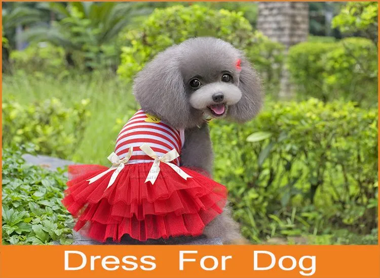 Promoción de Perritos Poodle - Compra Perritos Poodle ... Promoción de Perritos Poodle - Compra Perritos Poodle ...