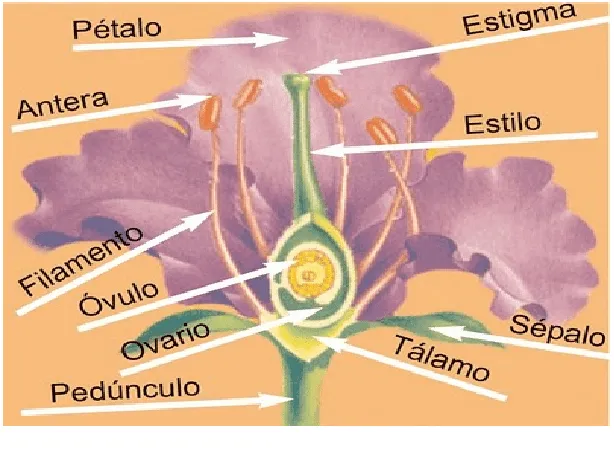 PROPAGACIÓN DE MATERIAL VEGETAL | "E.P.A.S." Blog agrícola PROPAGACIÓN DE MATERIAL VEGETAL | "E.P.A.S." Blog agrícola