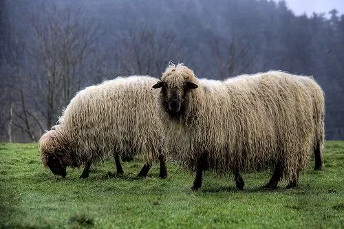 Con Propiedad | Reflexiones liberales y otras cosas del montón ... Con Propiedad | Reflexiones liberales y otras cosas del montón ...