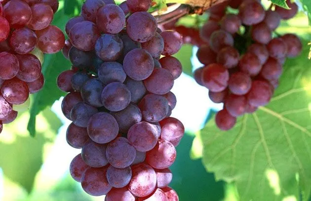 Propiedades del aceite de uva - Buena Salud Propiedades del aceite de uva - Buena Salud