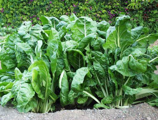 Propiedades medicinales de la Acelga | Hierbas y Plantas Medicinales Propiedades medicinales de la Acelga | Hierbas y Plantas Medicinales