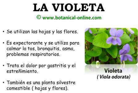 Propiedades de la violeta