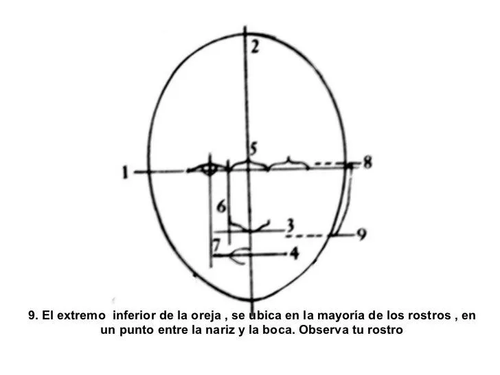 proporciones-generales-de-la- ...