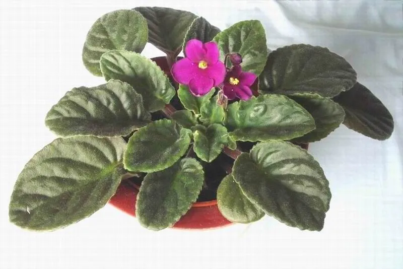 Propuestas de especies : La PLANTA DE LA SEMANA - Página 2 - Foro ...