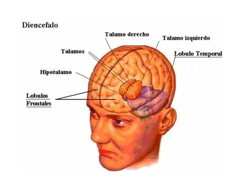 Prosencéfalo; Cerebro Anterior; Proencéfalo Prosencéfalo; Cerebro Anterior; Proencéfalo