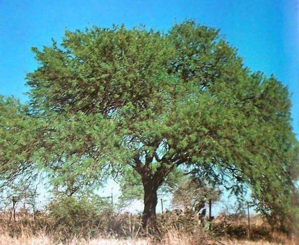 Prosopis nigra ALGARROBO Negro : El Mundo y sus Plantas