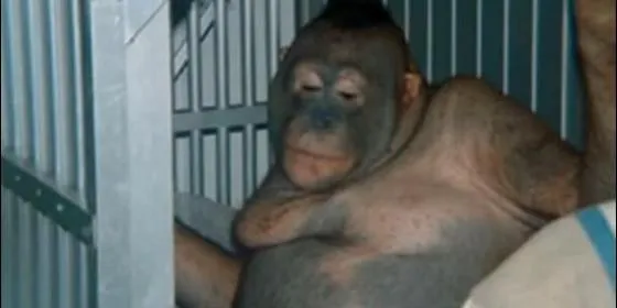 Prostituyen hembras de orangután en burdeles - Taringa! Prostituyen hembras de orangután en burdeles - Taringa!