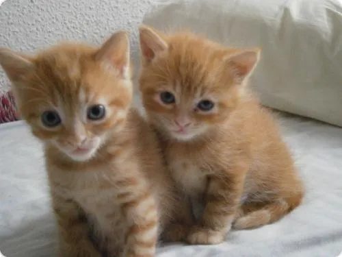 Protección Felina - Adopción de gatitas preciosas ( reservadas las ...