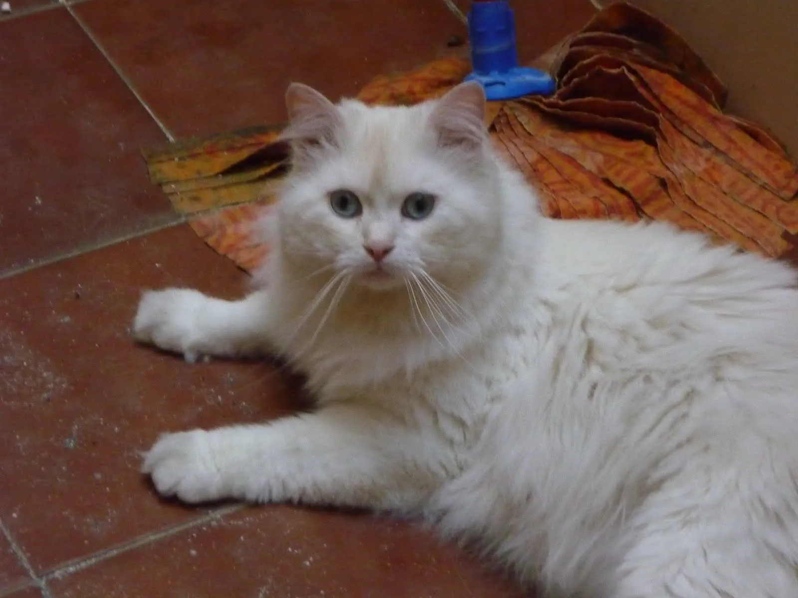 Protectora de Marín: NICO DE DOS AÑOS BUSCA ADOPCION. GALICIA ... Protectora de Marín: NICO DE DOS AÑOS BUSCA ADOPCION. GALICIA ...