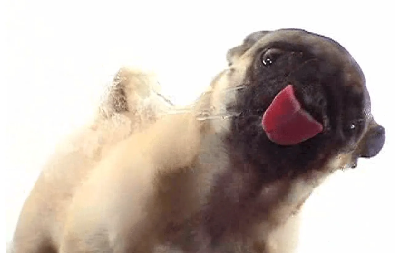 Protectores De Pantalla - 1 Protectores De Pantalla - 1