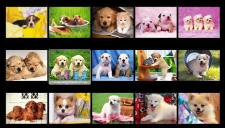 30 fondos de pantalla sobre cachorritos y lindos perros en alta ... 30 fondos de pantalla sobre cachorritos y lindos perros en alta ...