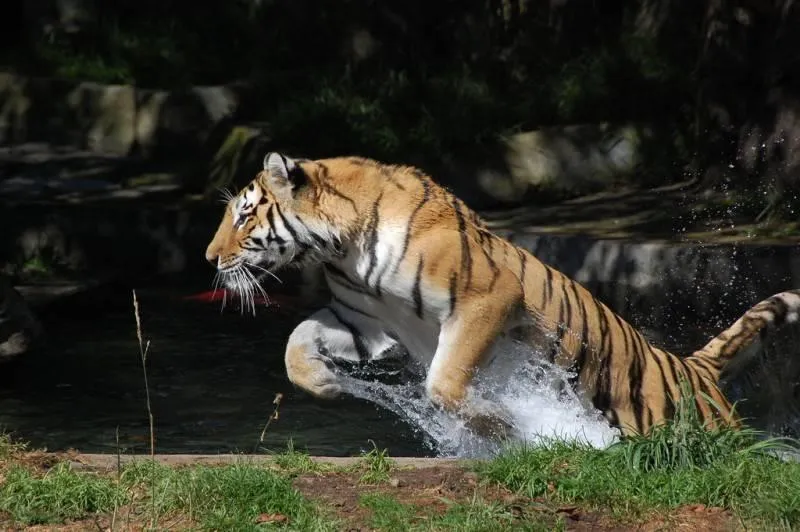 PROTEGER A LOS TIGRES GALERÍA DE FOTOS | serunserdeluz