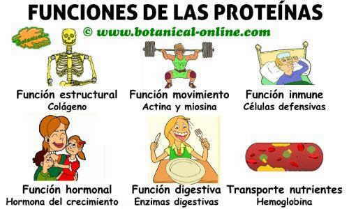 Funciones de las proteínas