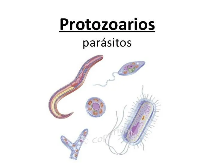 Protozoarios