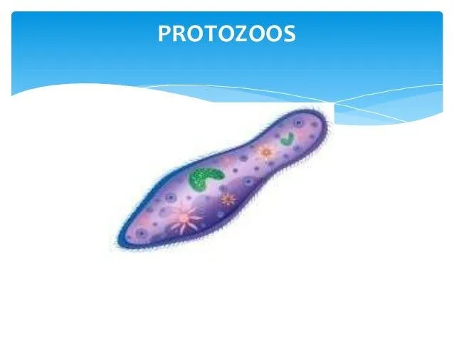 Protozoos