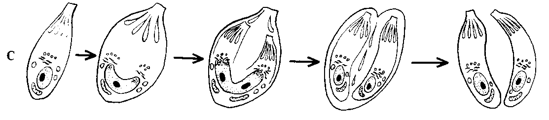 Image14.gif