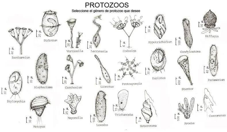 LOS PROTOZOOS : FICHAS PARA NIÑOS