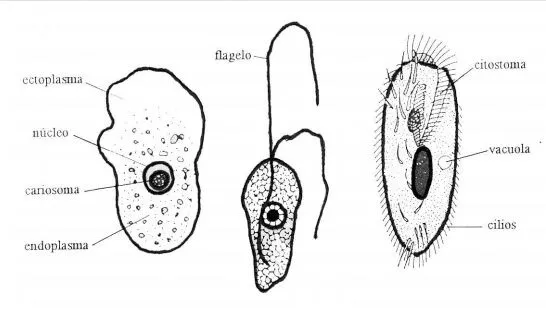 Protozoos - Microbiología