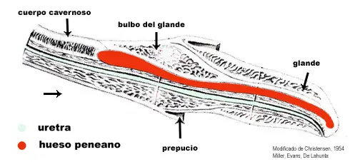 Protrusión traumática del os penis | Diagnóstico Veterinario