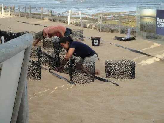 Provocación de nacimientos de tortugas en forma manual: fotografía ...