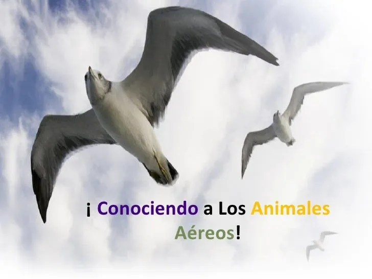 Proyecto animales aéreos