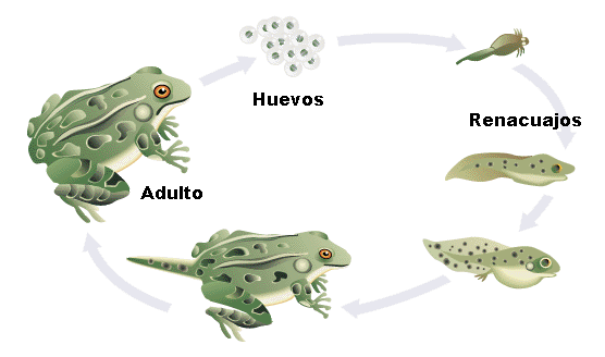 Proyecto Biosfera