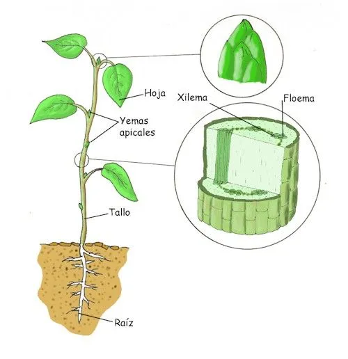 Proyecto Biosfera