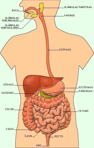 Anatomía aplicada: UNIDAD 5: EL SISTEMA DIGESTIVO