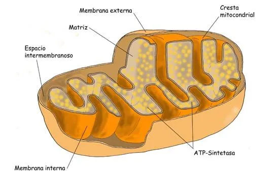 Proyecto Biosfera