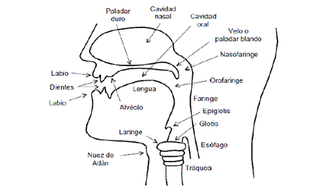 Aparato fonatorio dibujo - Imagui