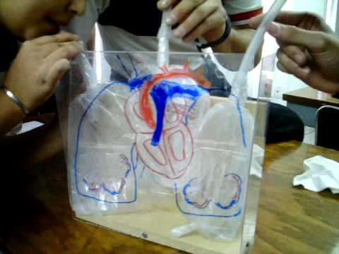 PROYECTO SISTEMA RESPIRATORIO - YouTube