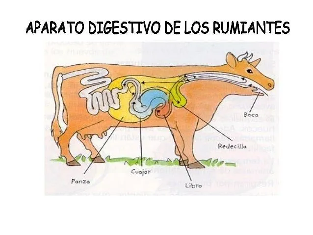 Proyecto de trabajo la vaca