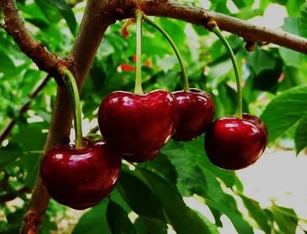 Arbol con fruto - Imagui