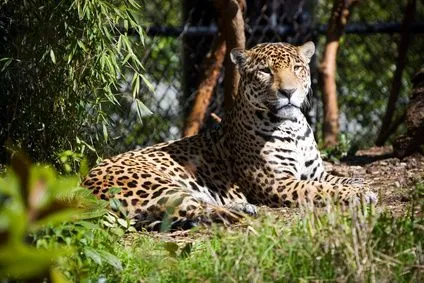 Proyectos con animales de la selva para niños de jardín | eHow en ... Proyectos con animales de la selva para niños de jardín | eHow en ...
