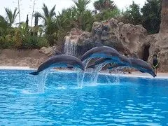 Delfines en el Loro Parque