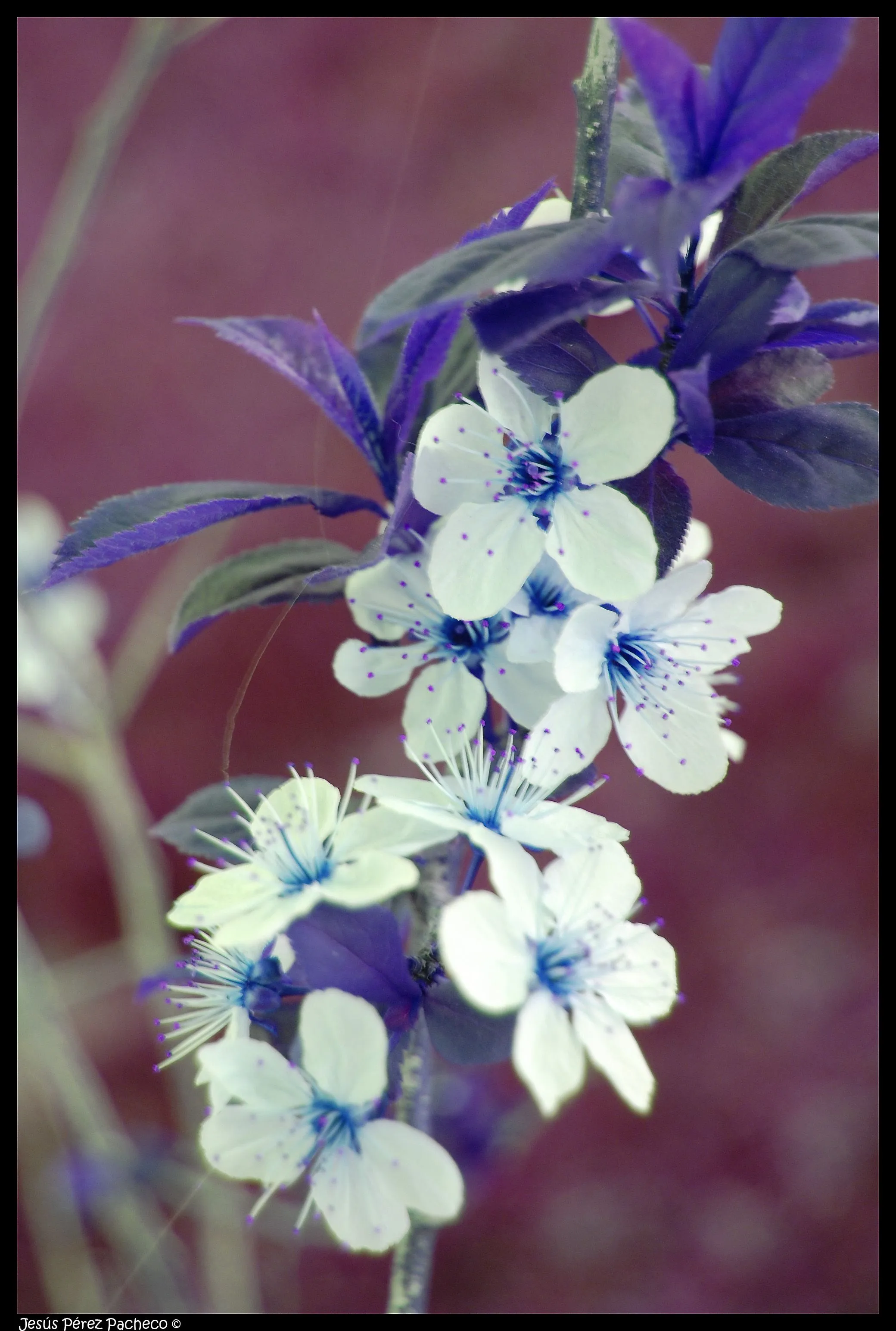 Prunus Cesarifea Pisardi / Falso Almendro | Flickr - Photo Sharing! Prunus Cesarifea Pisardi / Falso Almendro | Flickr - Photo Sharing!