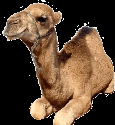 PSD Detail | camello | Official PSDs